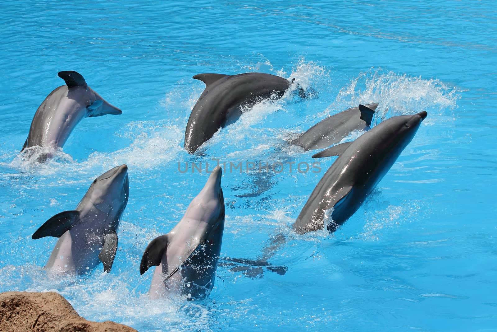 A group of  bottlenose dolphins ( Tursiops truncatus) diving out of the water