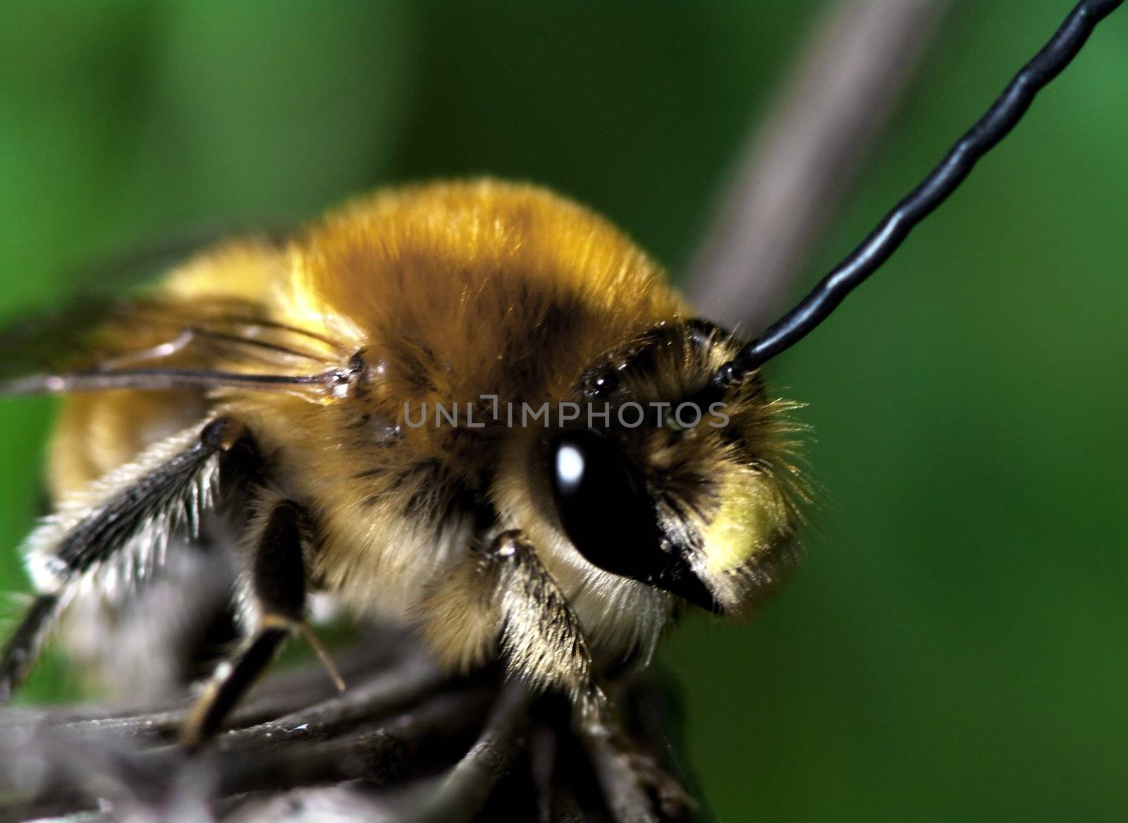 Bumblebee an early morning, spring time, in Italy