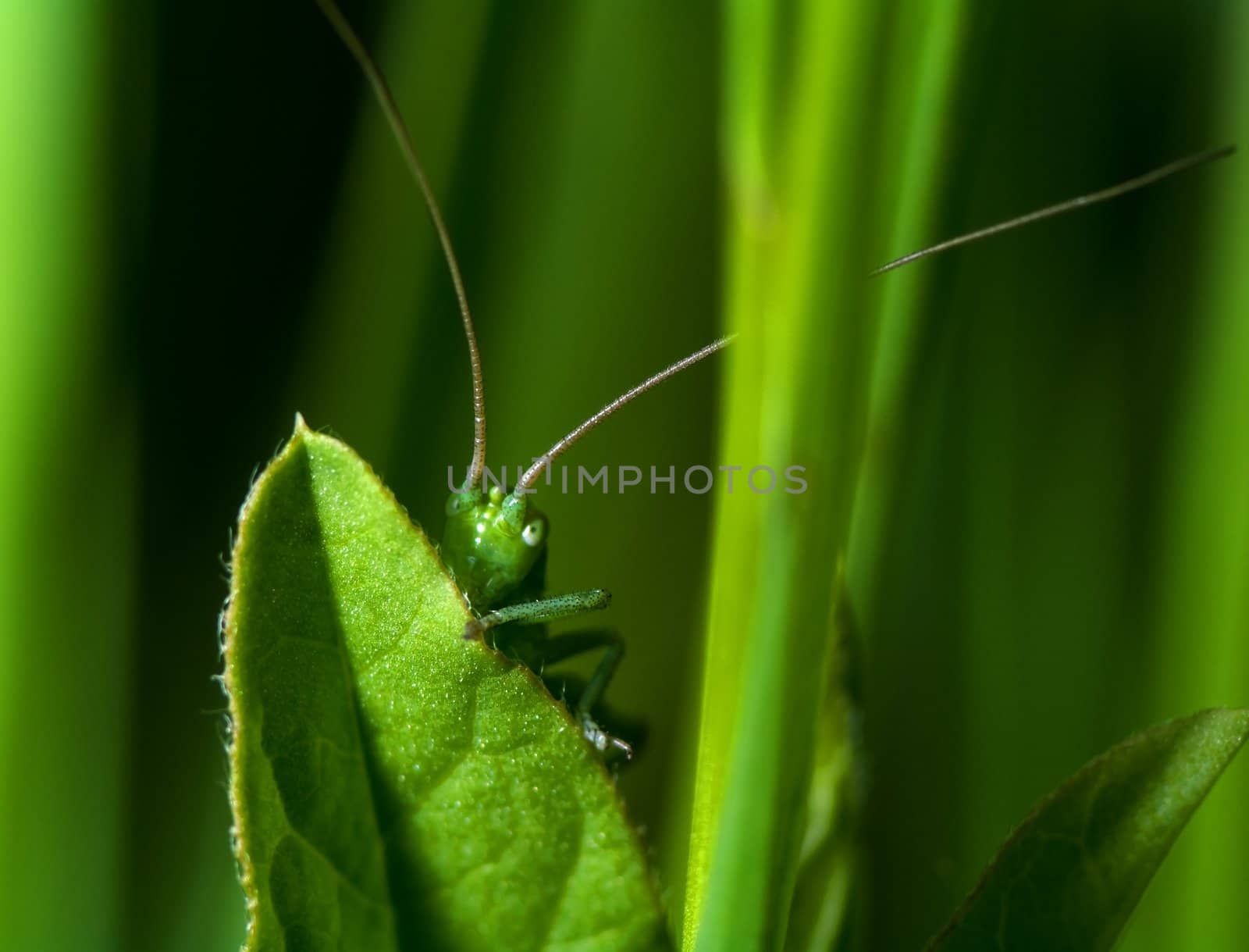 Hidden katydid a spring morning close to castelvetro