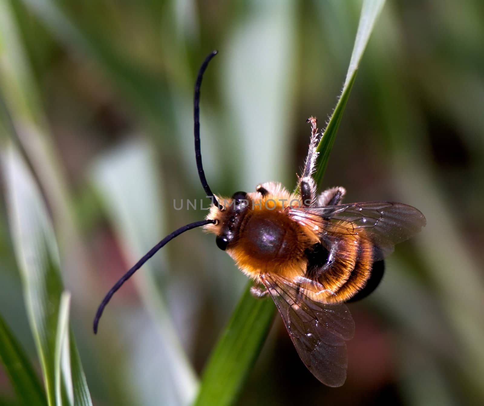 Bumblebee by baggiovara