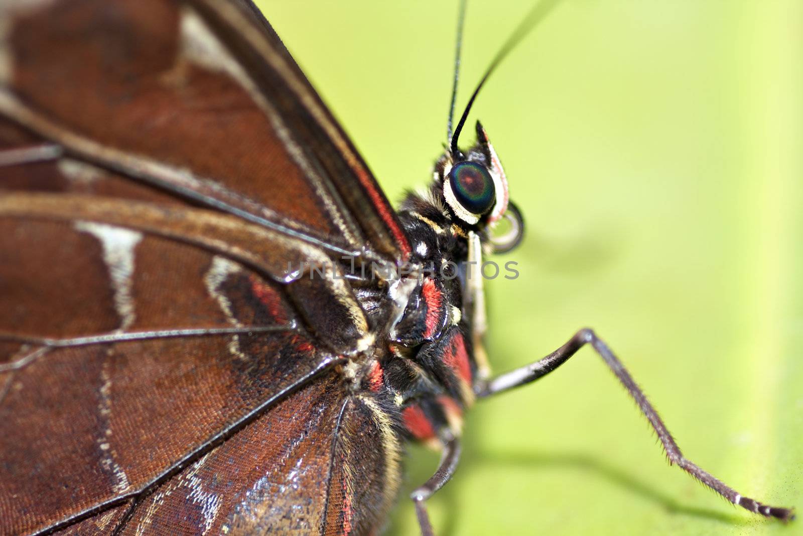 Detail of the Morpho peleides - Blue Morpho Butterfly 