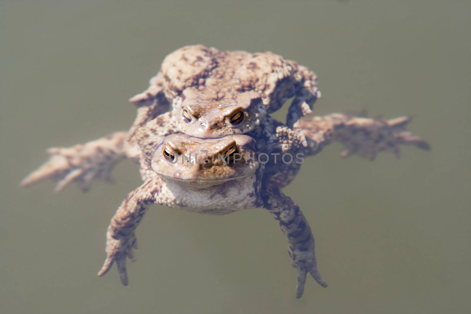Detail of the toads in water - pairing