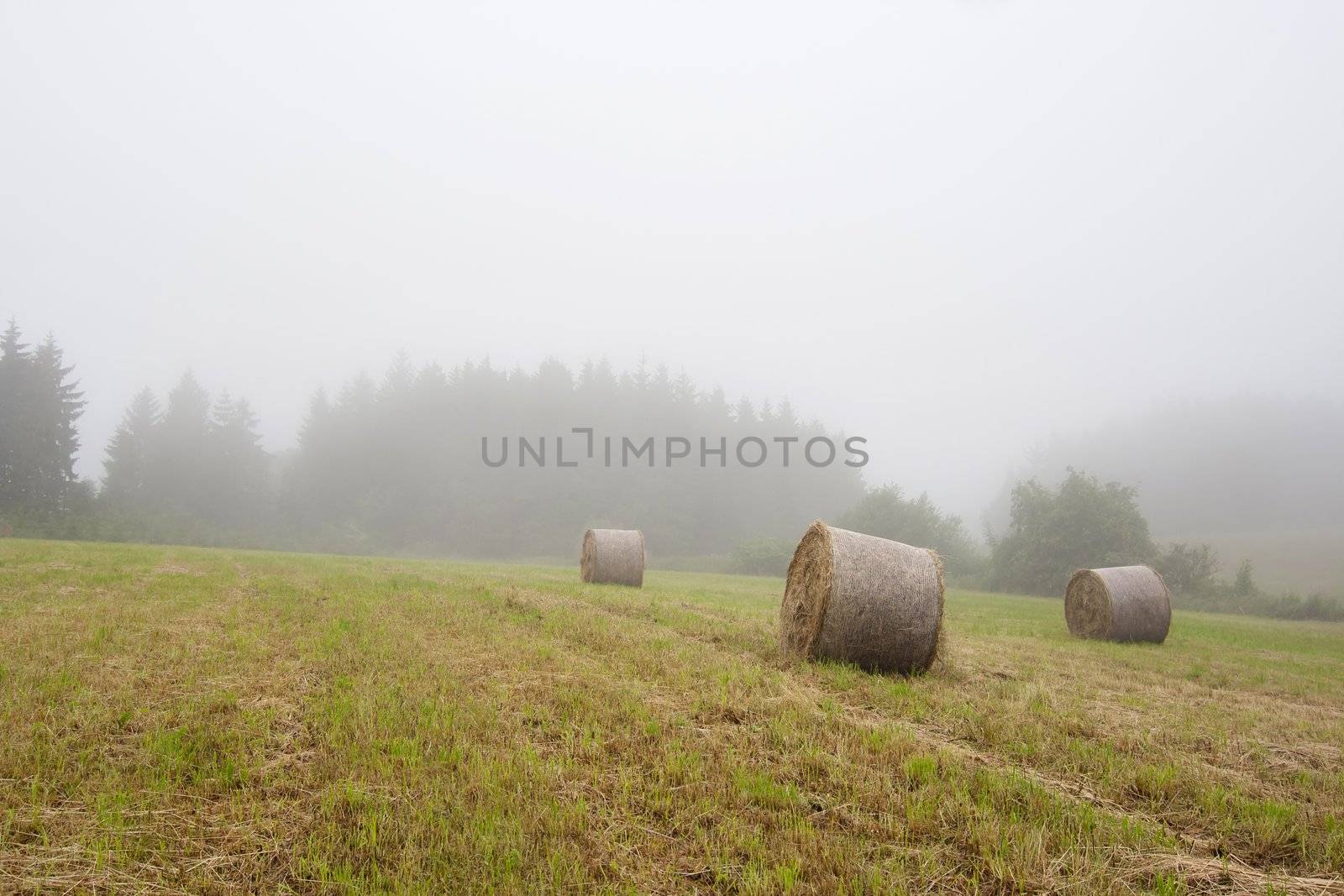 Shot of the landscape - mowing meadow in the fog