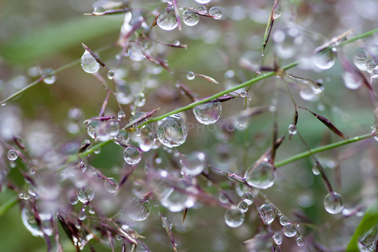 Abstract macro - close-up of the dew drops