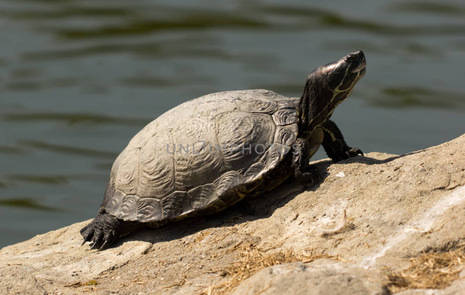 Tortoise sitting on rock in the sun