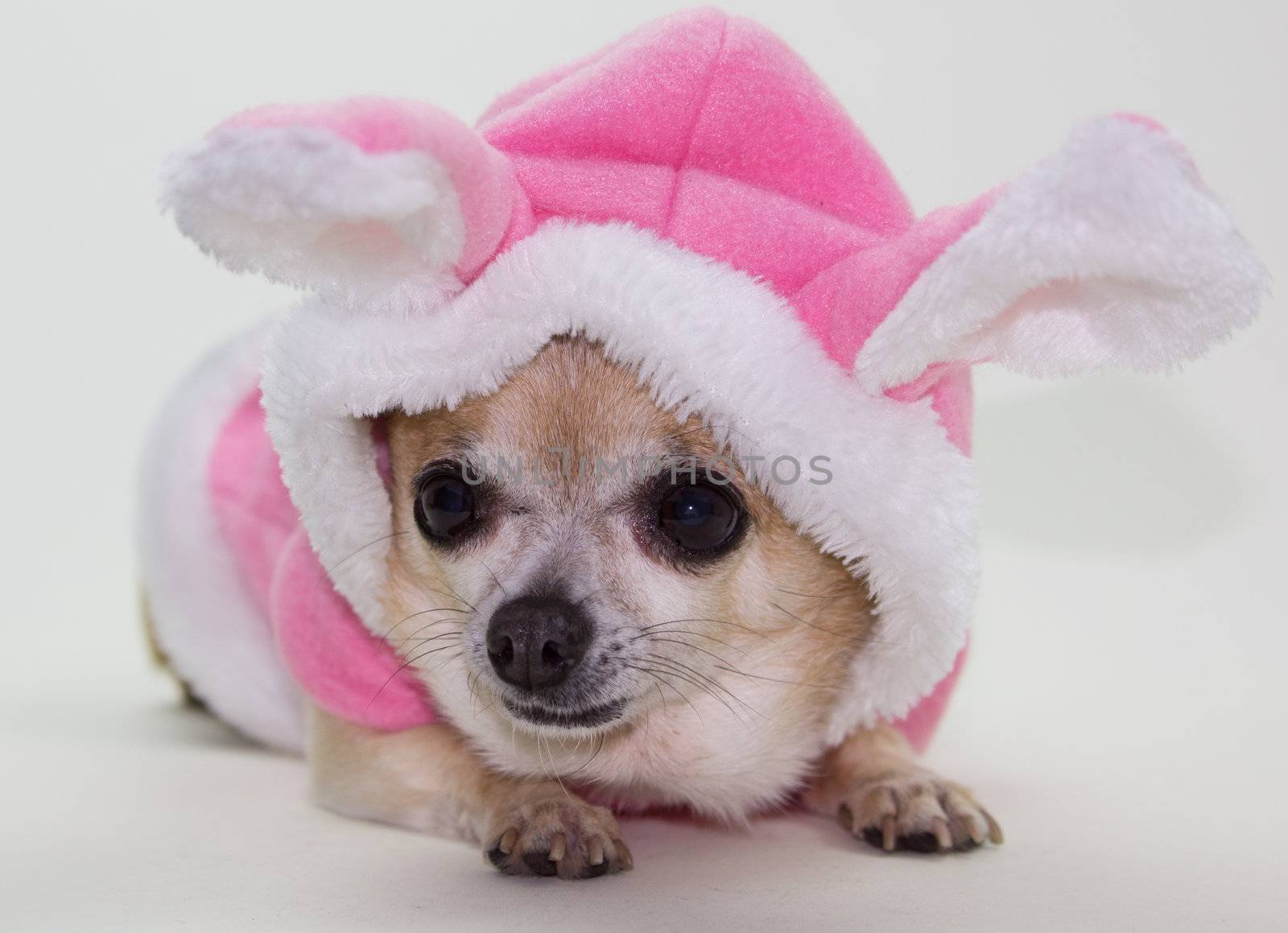 Tiny chihuahua dressed in pink easter bunny outfit