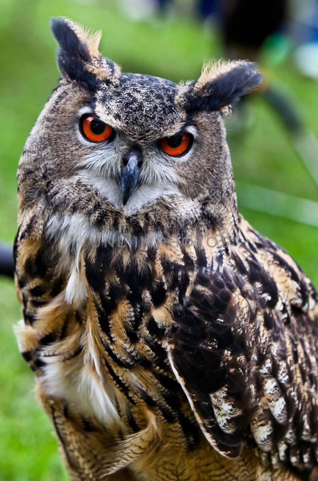 Owl portrait