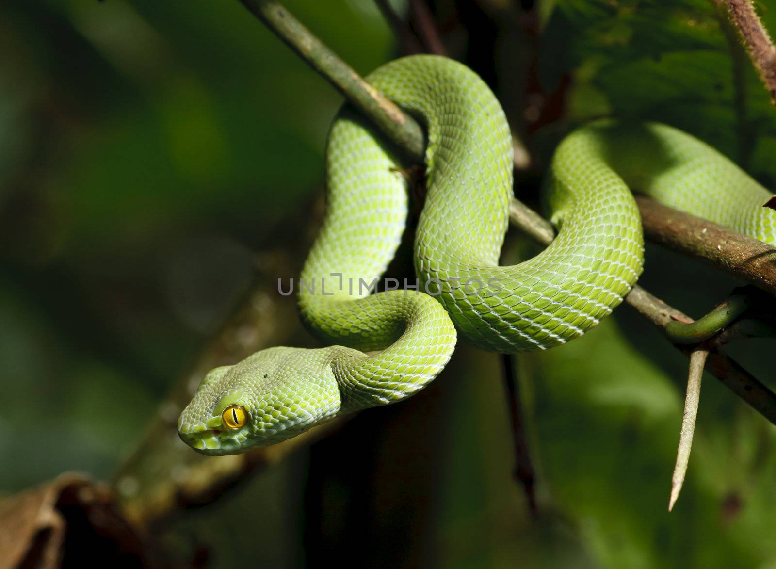 Green snake in rain forest, Thailand 