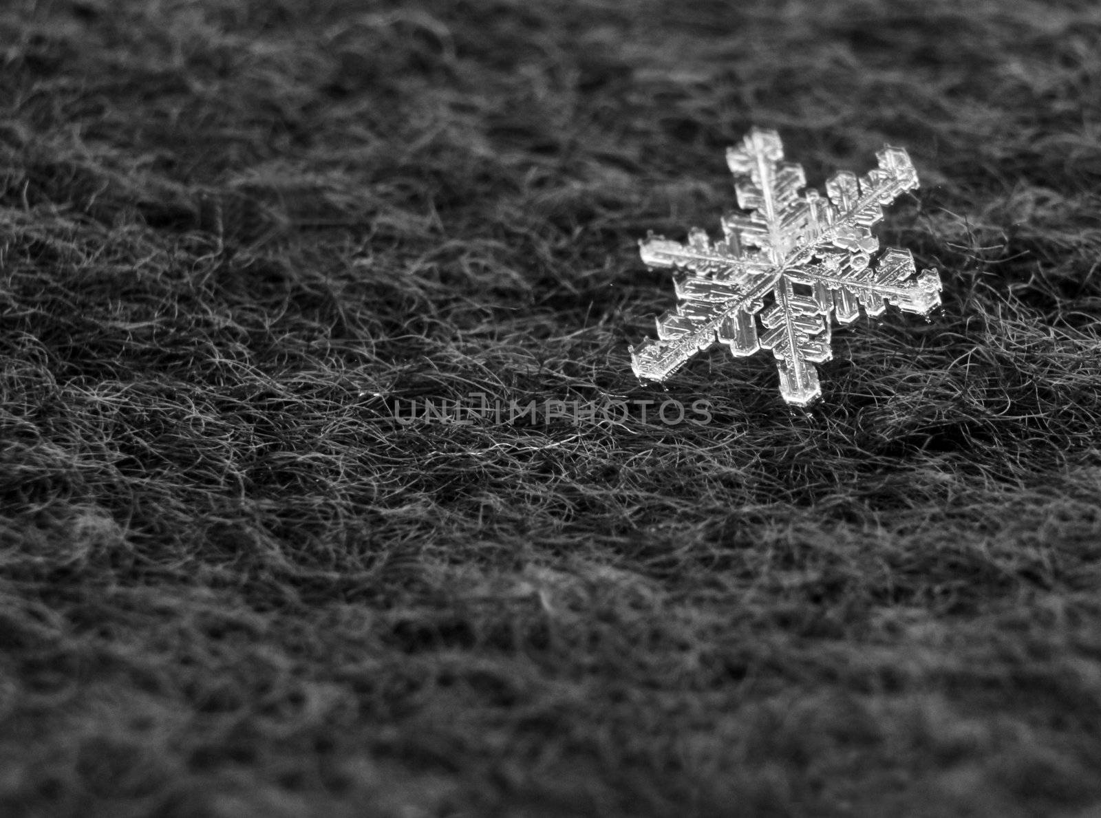 Snowflakes on the background. Close up natural snowflakes