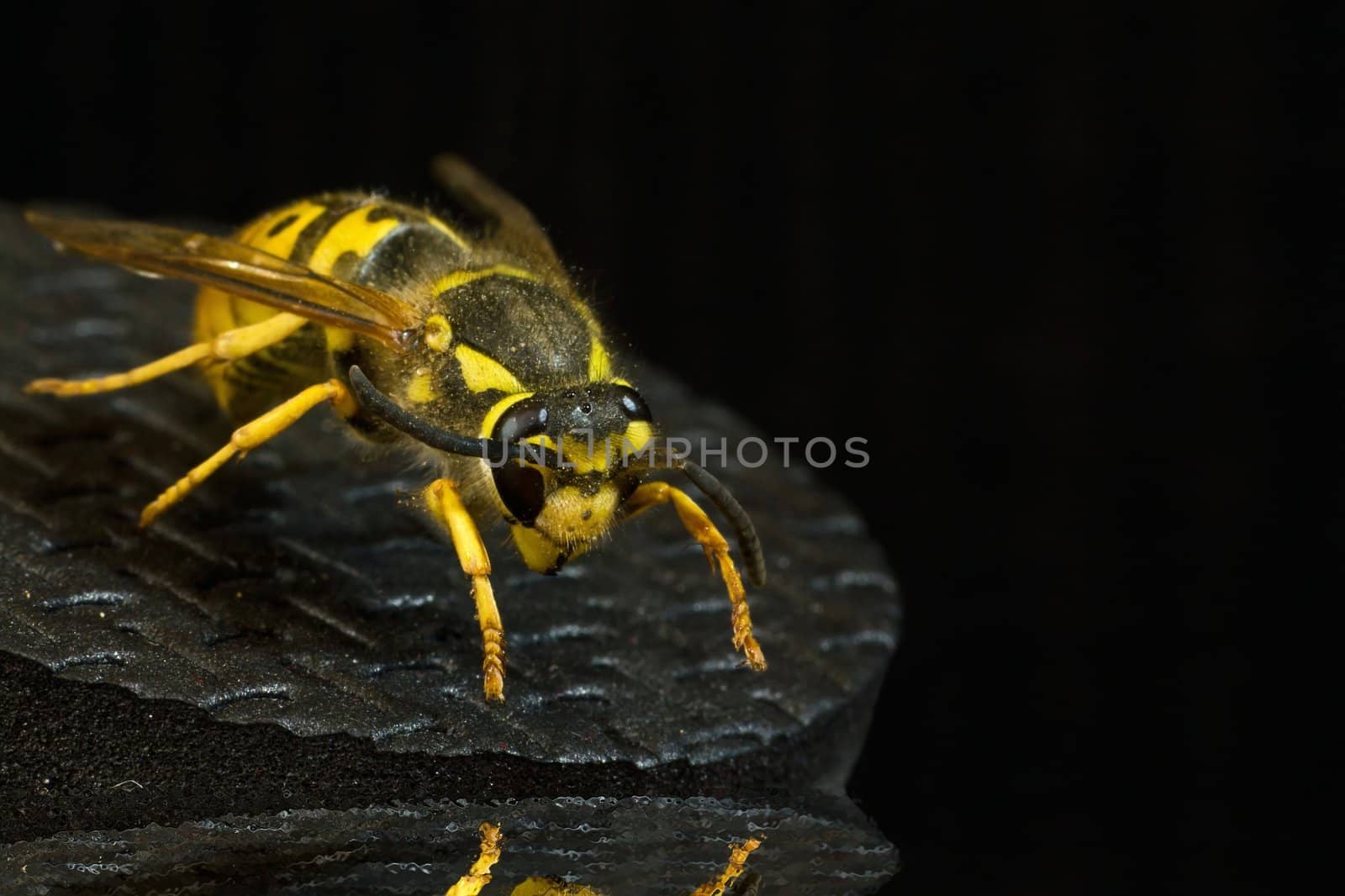 wasp in extreme close up with black background by chuckyq1