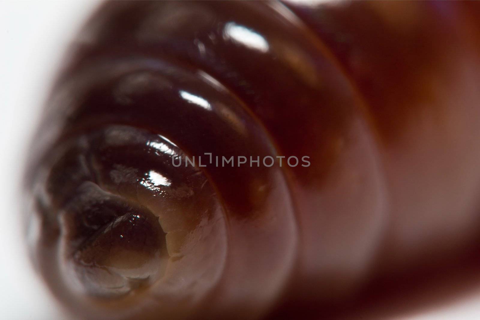 Super Macro of earth worm by chuckyq1