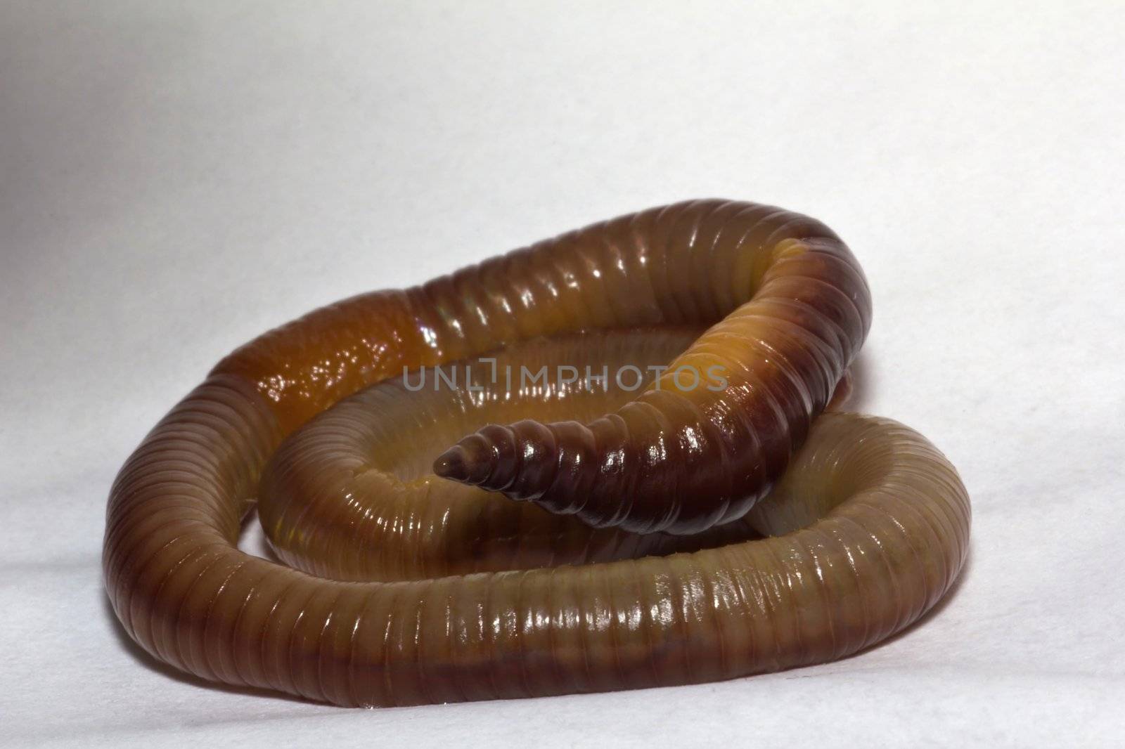 Common garden earth worms