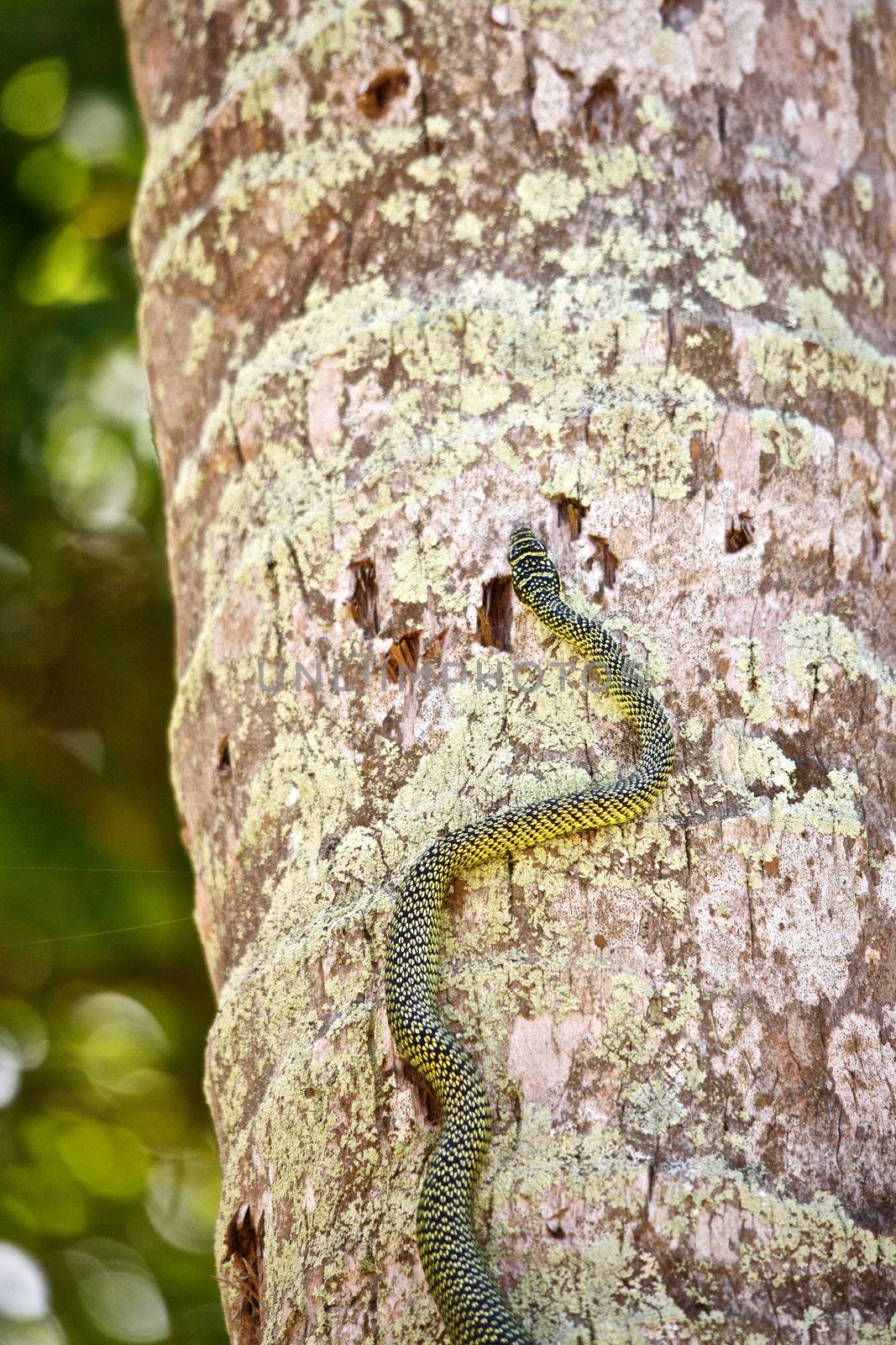 Snake on the Tree by petr_malyshev