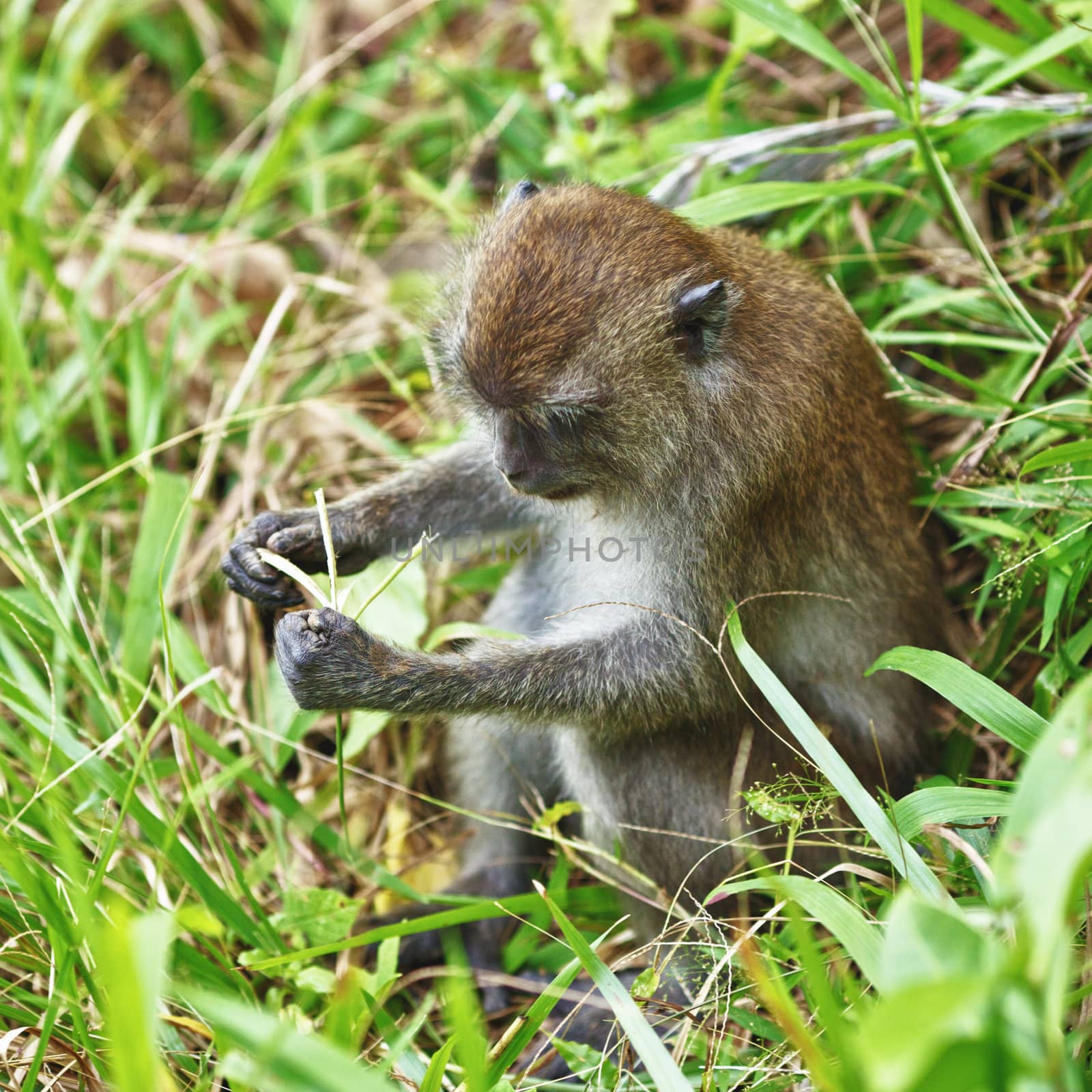 funny macaque monkey sitting and eating grass