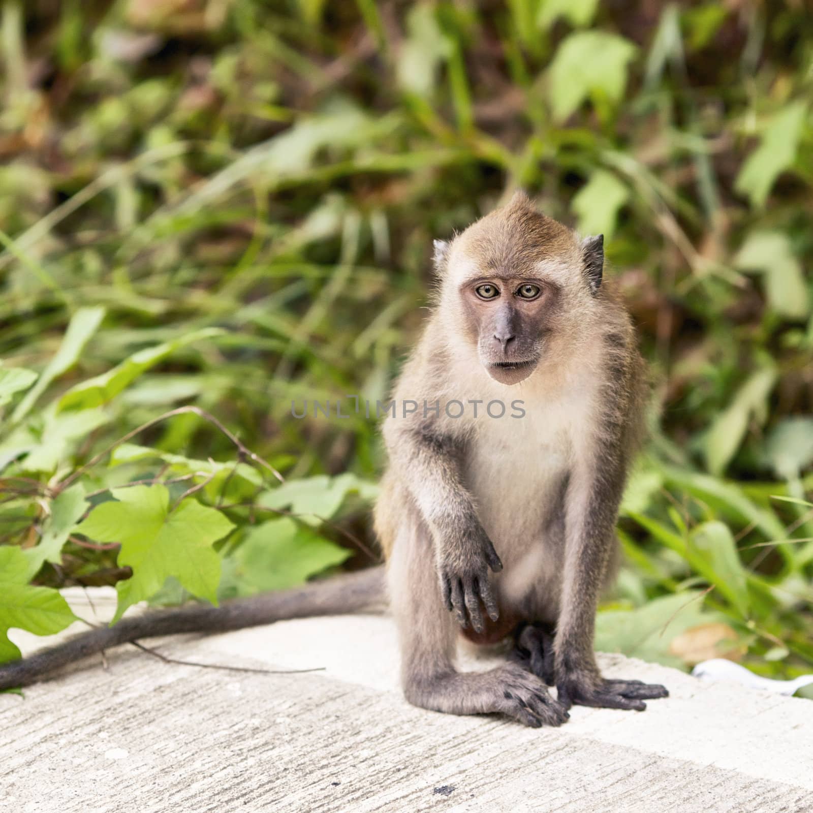 funny macaque monkey sitting on asphalt road