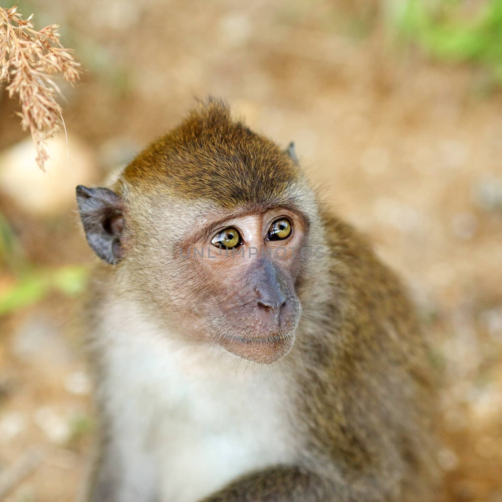 macaque monkey close up, at sunny day