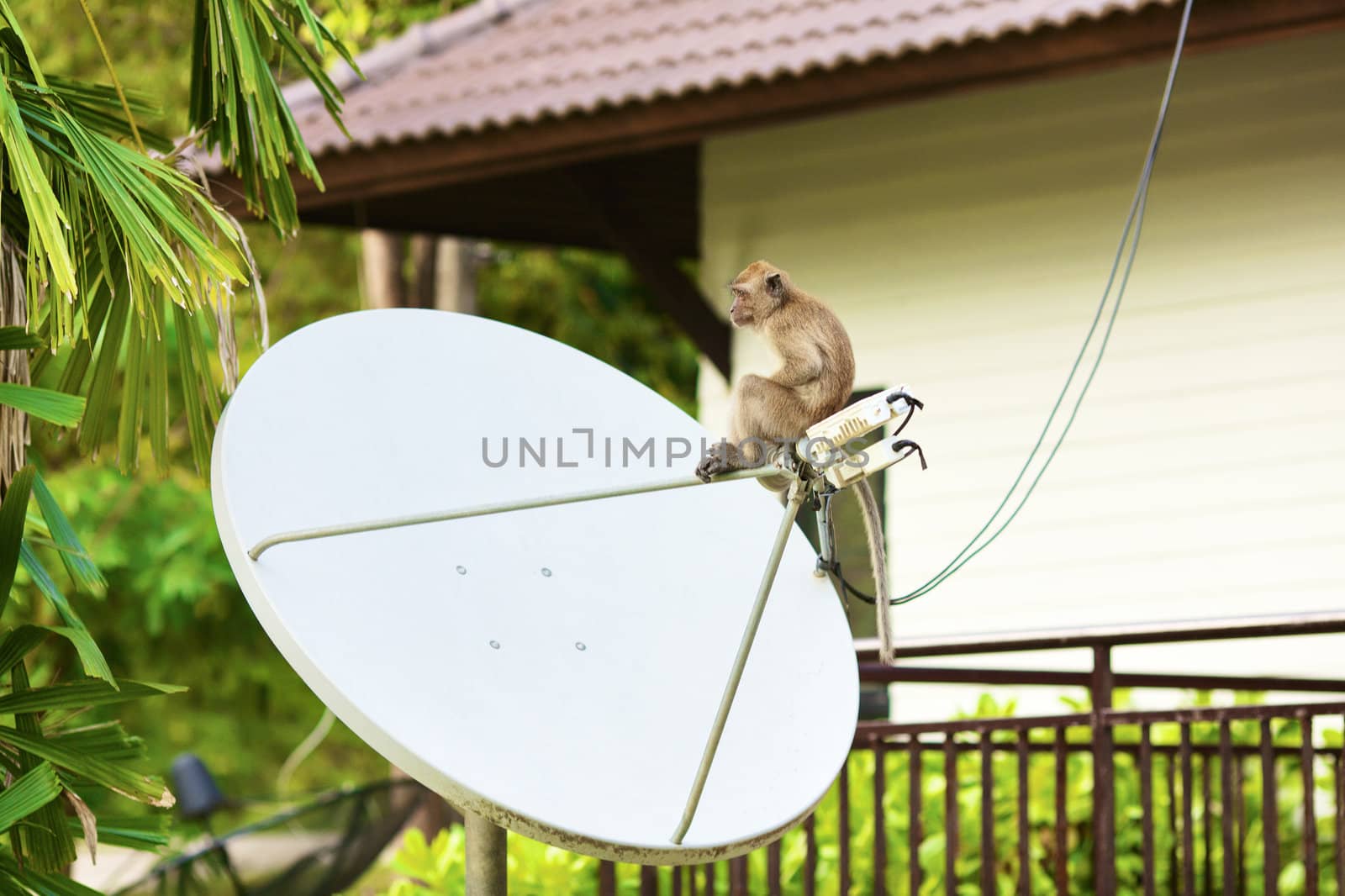 funny macaque monkey sitting on satellite antenna