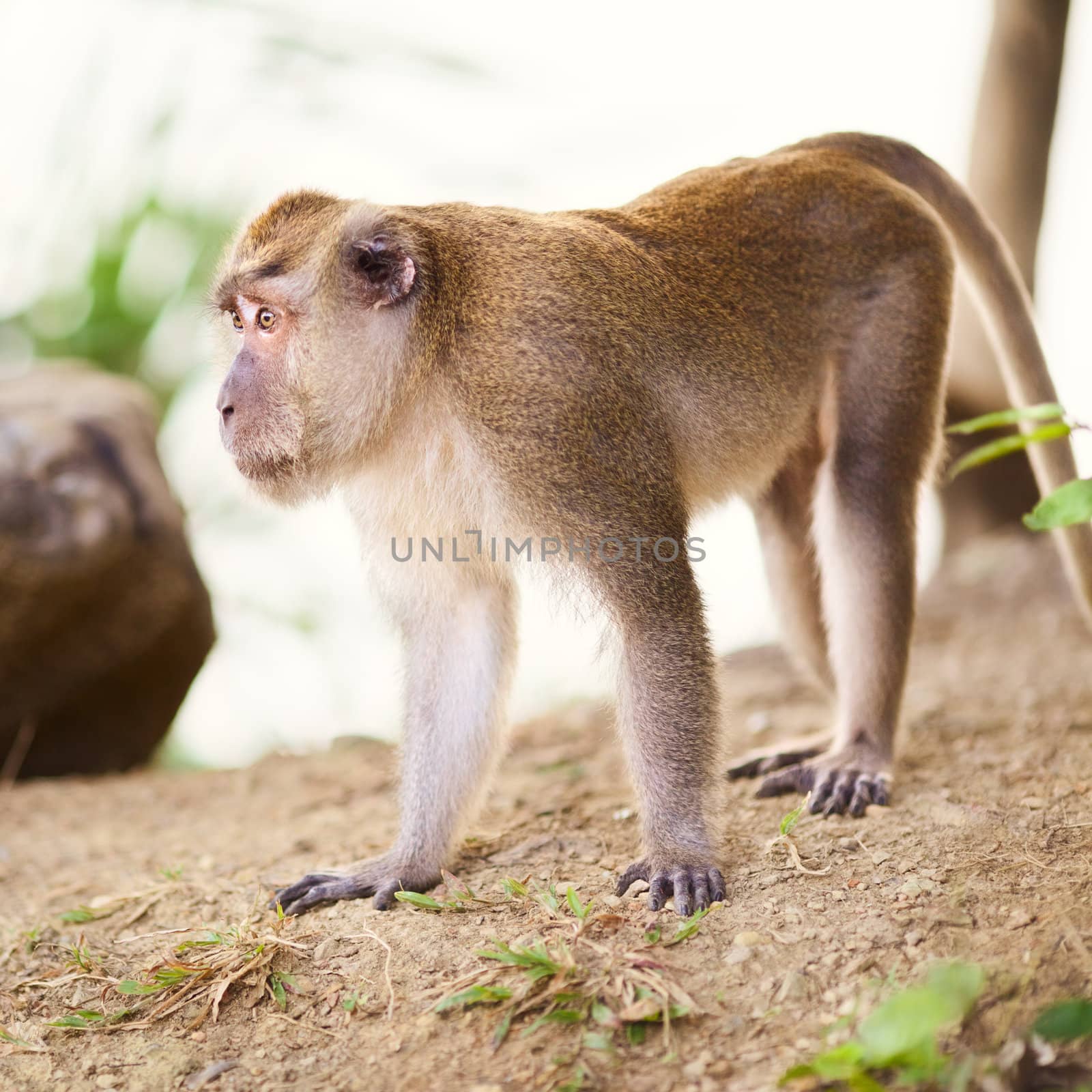 funny macaque monkey walking on a ground