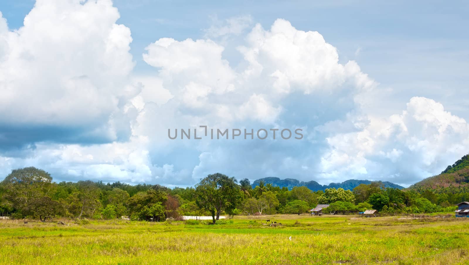 green landscape at summer day in Thailand