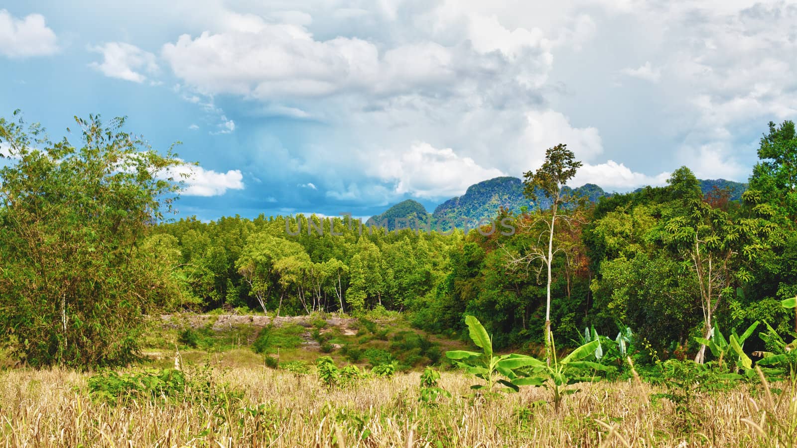 green landscape at summer day in Thailand