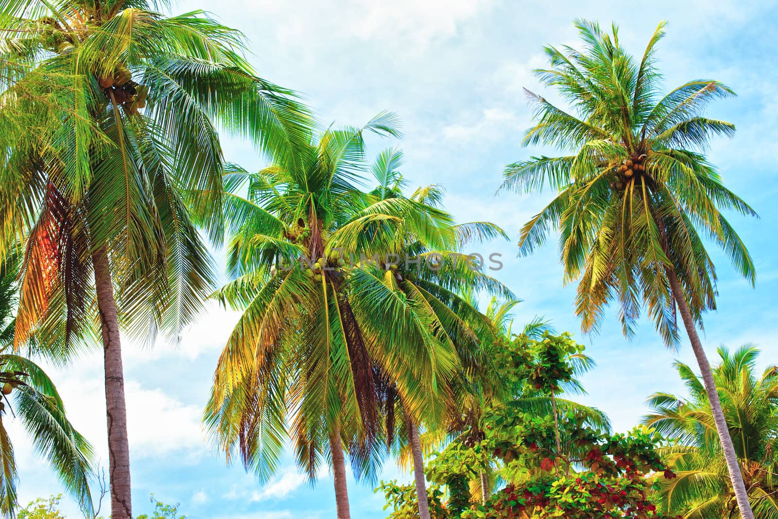 green coconut palm against blue sky background