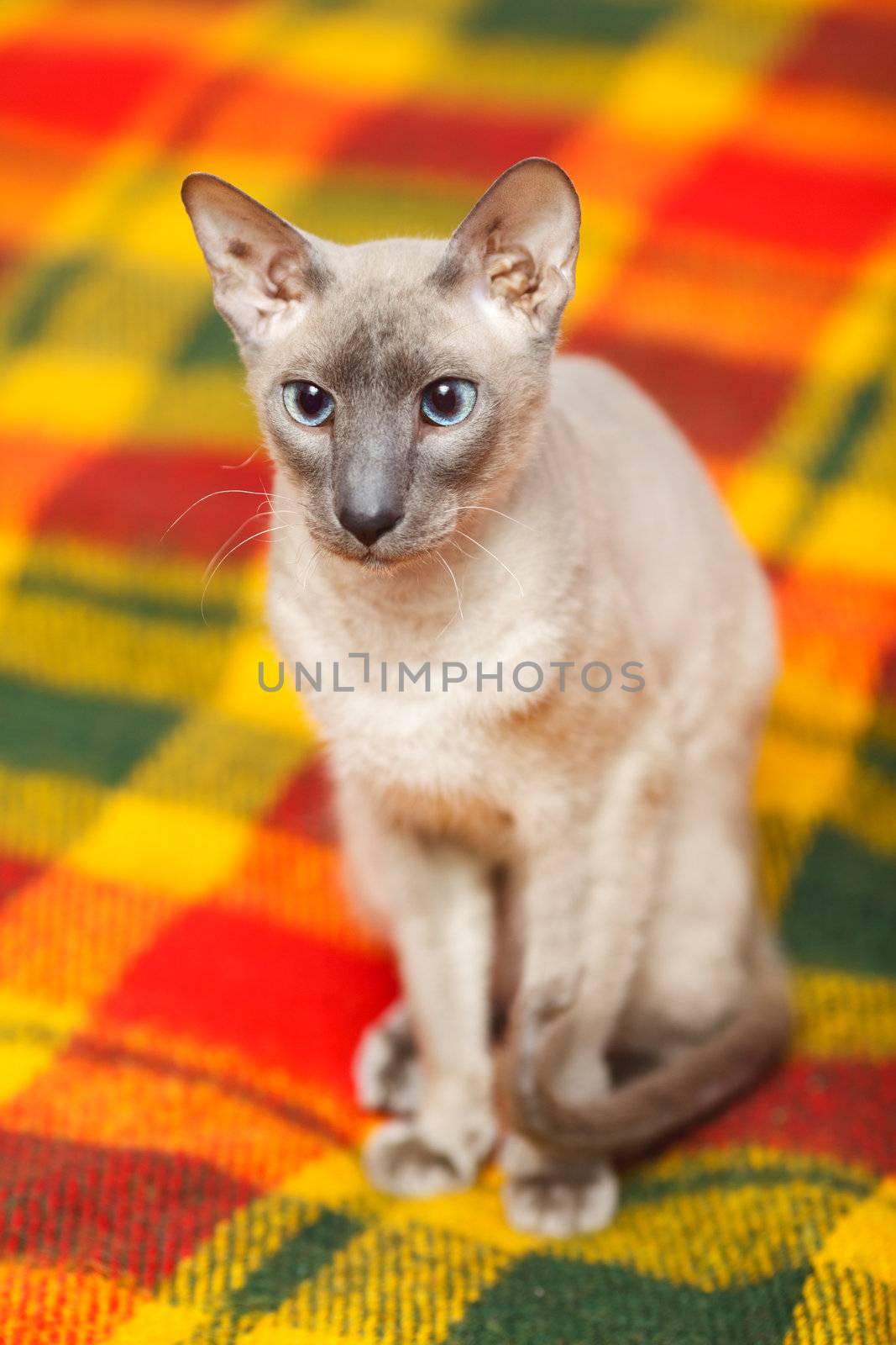 cute hairless oriental cat close up, peterbald