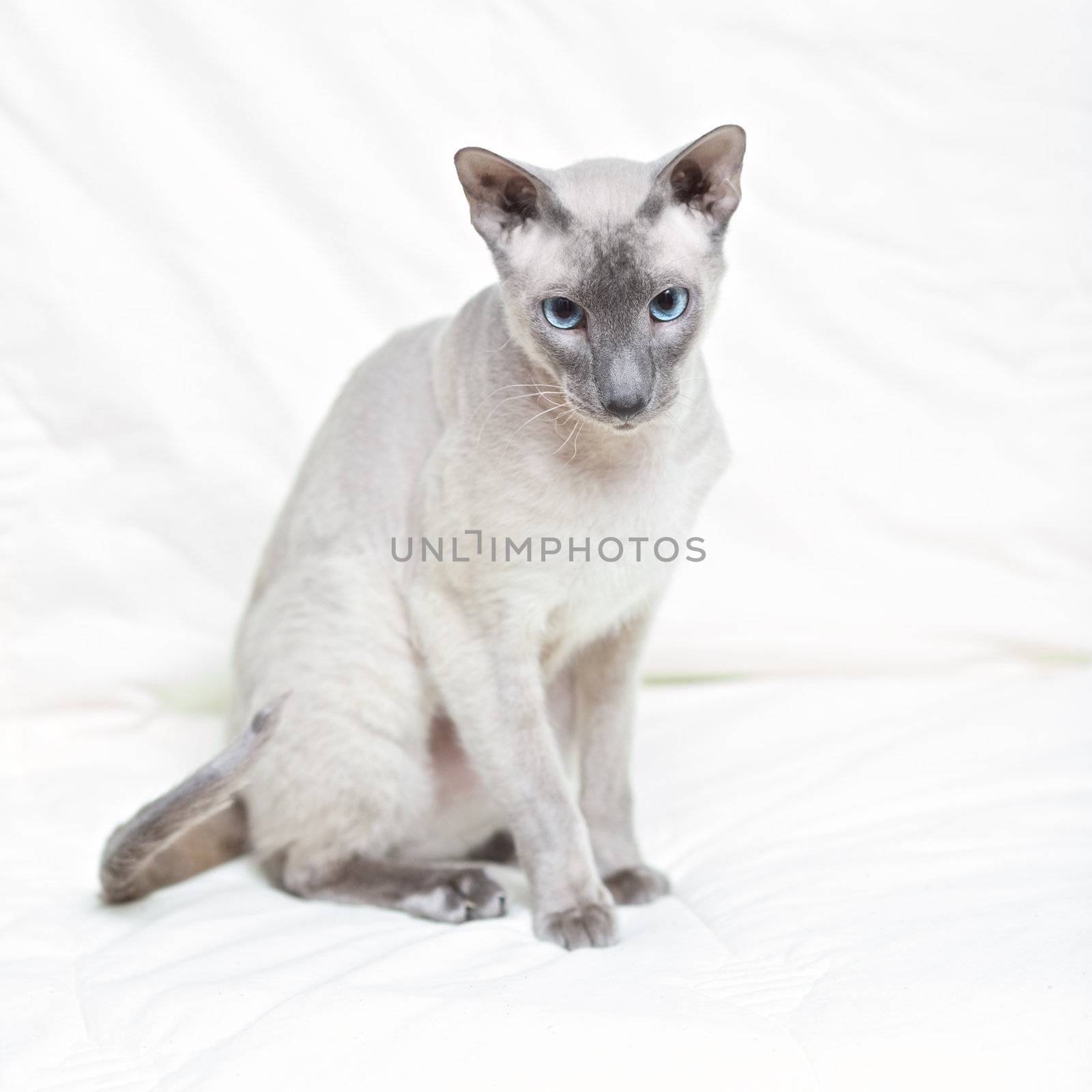 cute hairless oriental cat isolated on white