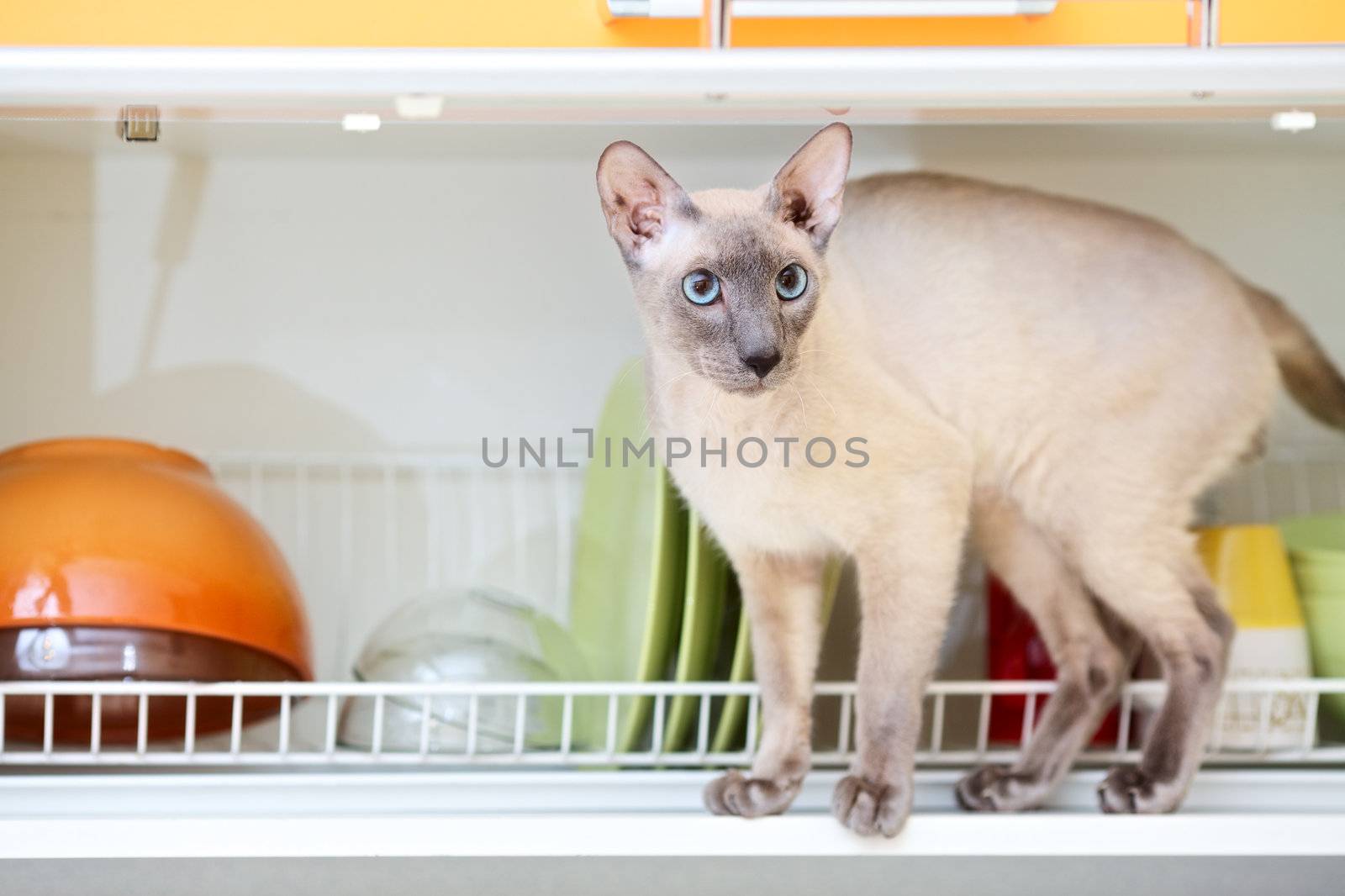 hairless oriental cat, peterbald, on dish drainer shelf