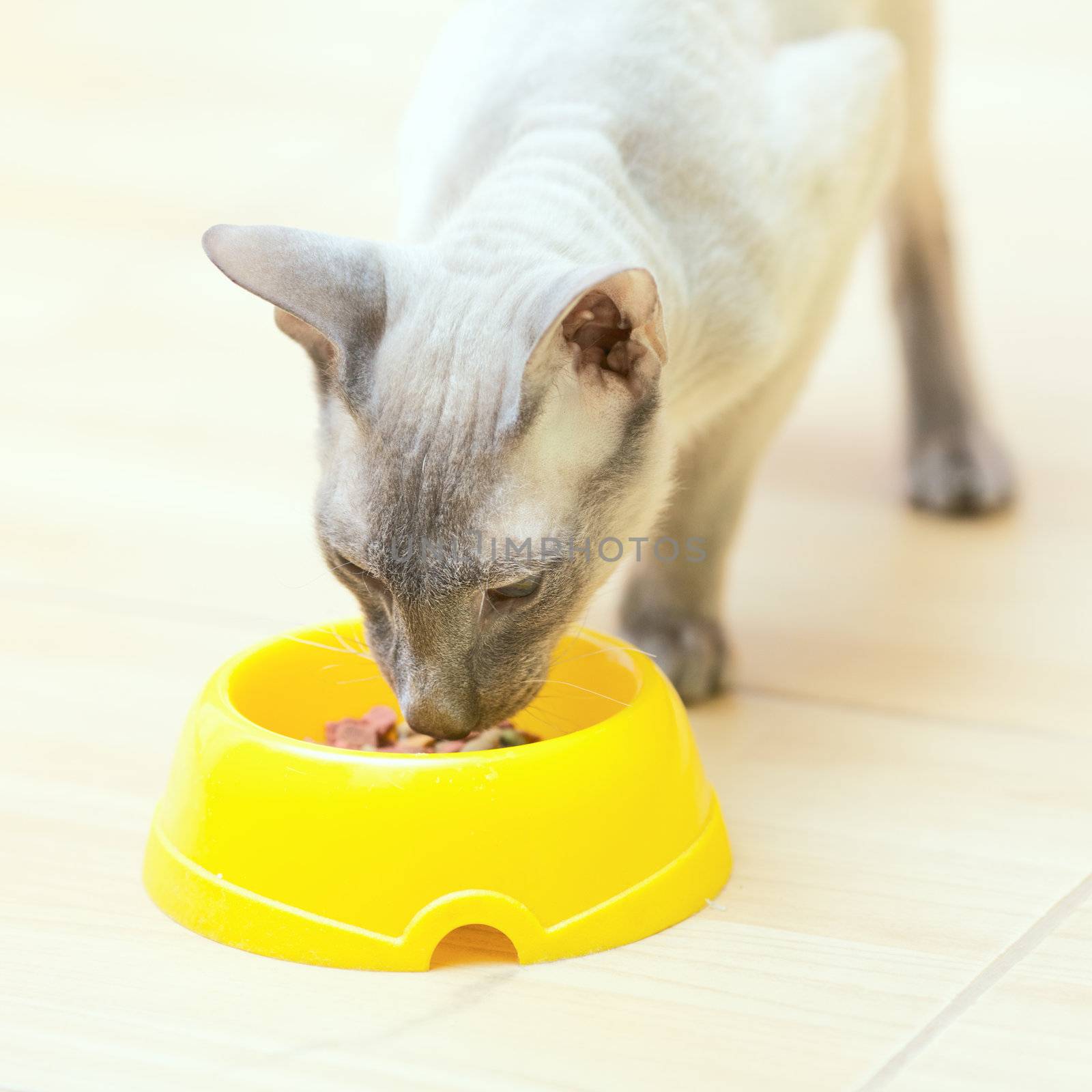 Hairless Cat Eating by petr_malyshev