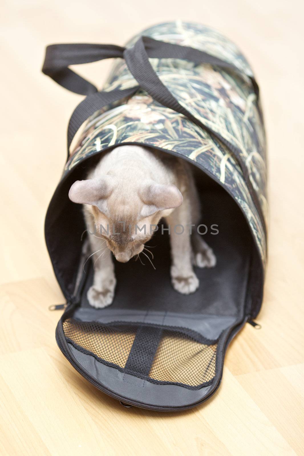 cute hairless oriental cat, peterbald,  in cat carrier