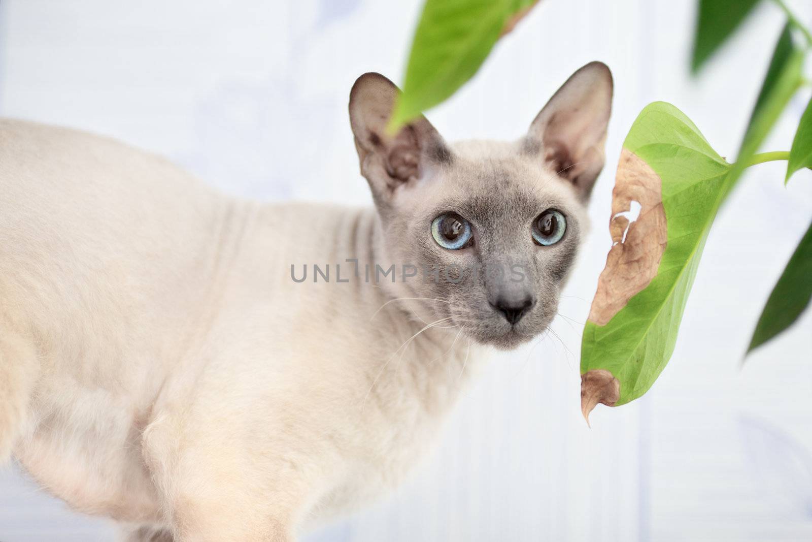 cute hairless oriental cat close up, peterbald