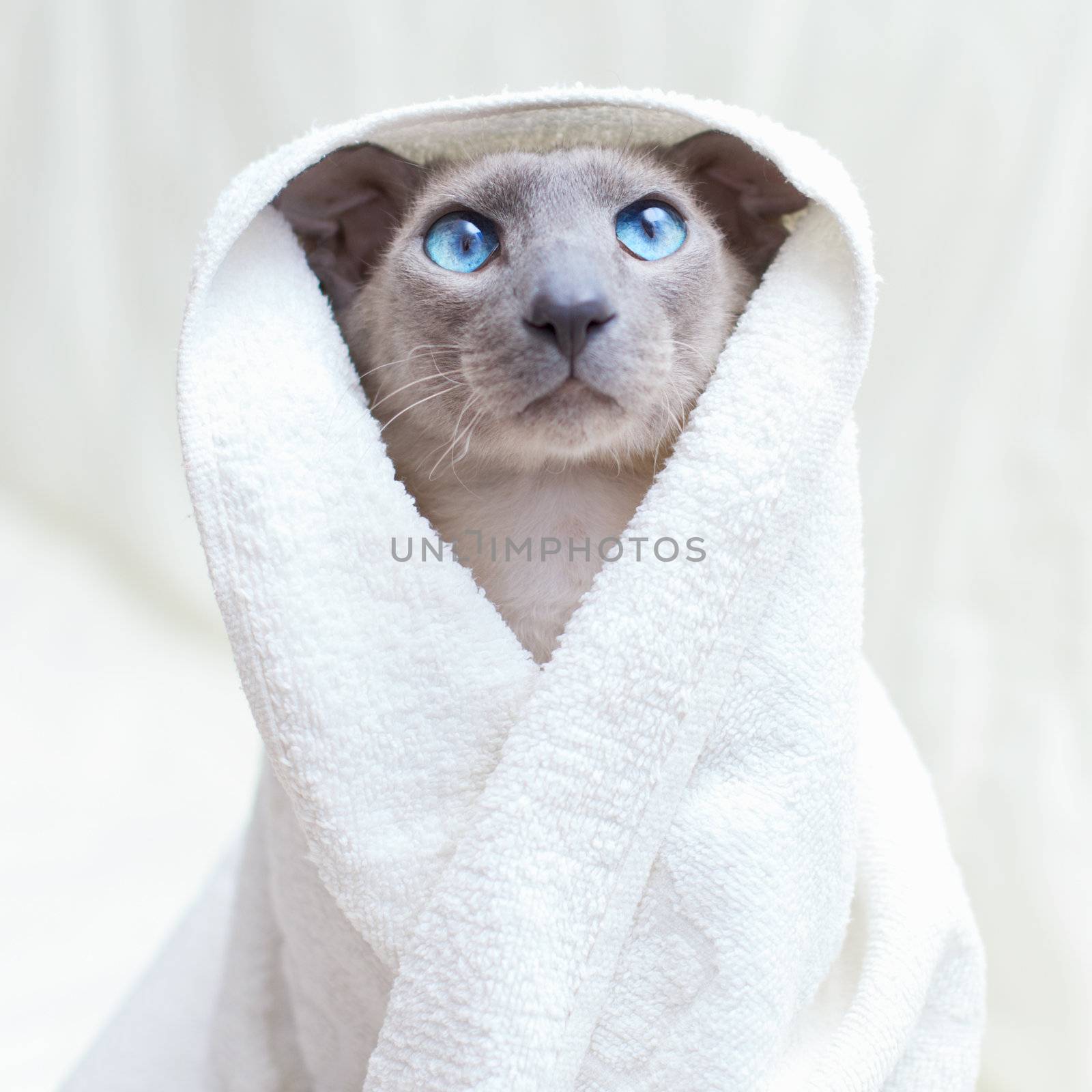 funny hairless oriental cat in towel, peterbald
