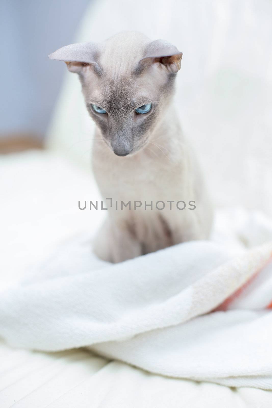 Hairless Cat by petr_malyshev