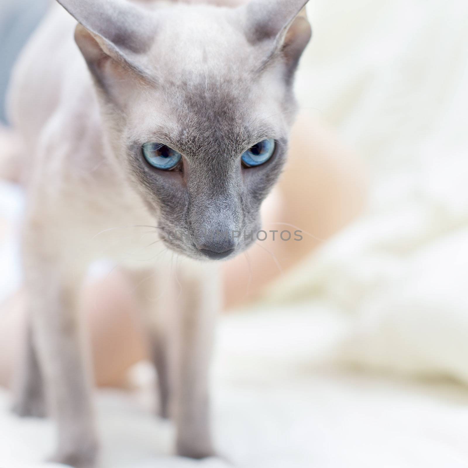 Hairless Cat by petr_malyshev