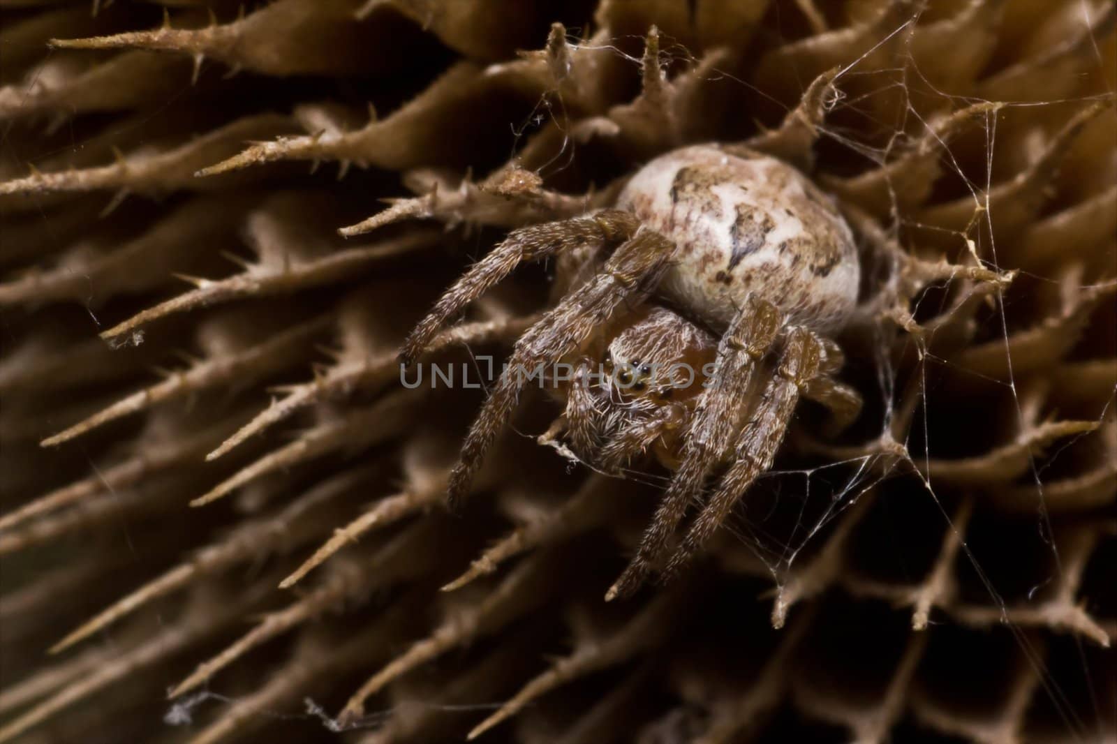 Spider Araneus Marmoreus by chuckyq1