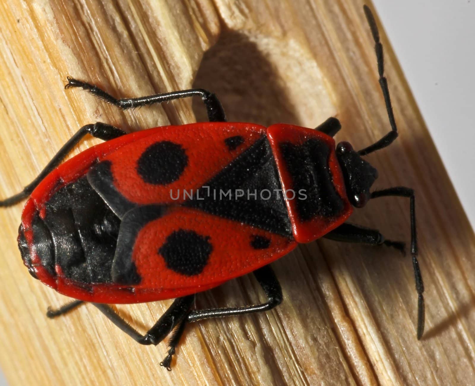 Firebug sitting on wood, extreme close up with high magnification, focus on eyes