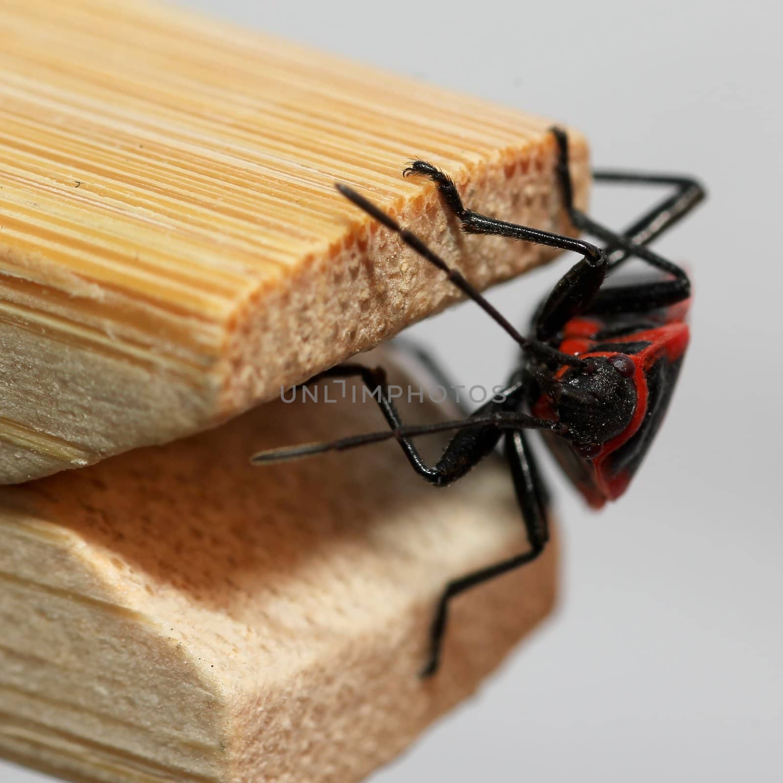 Firebug sitting on wood, extreme close up with high magnification, focus on eyes