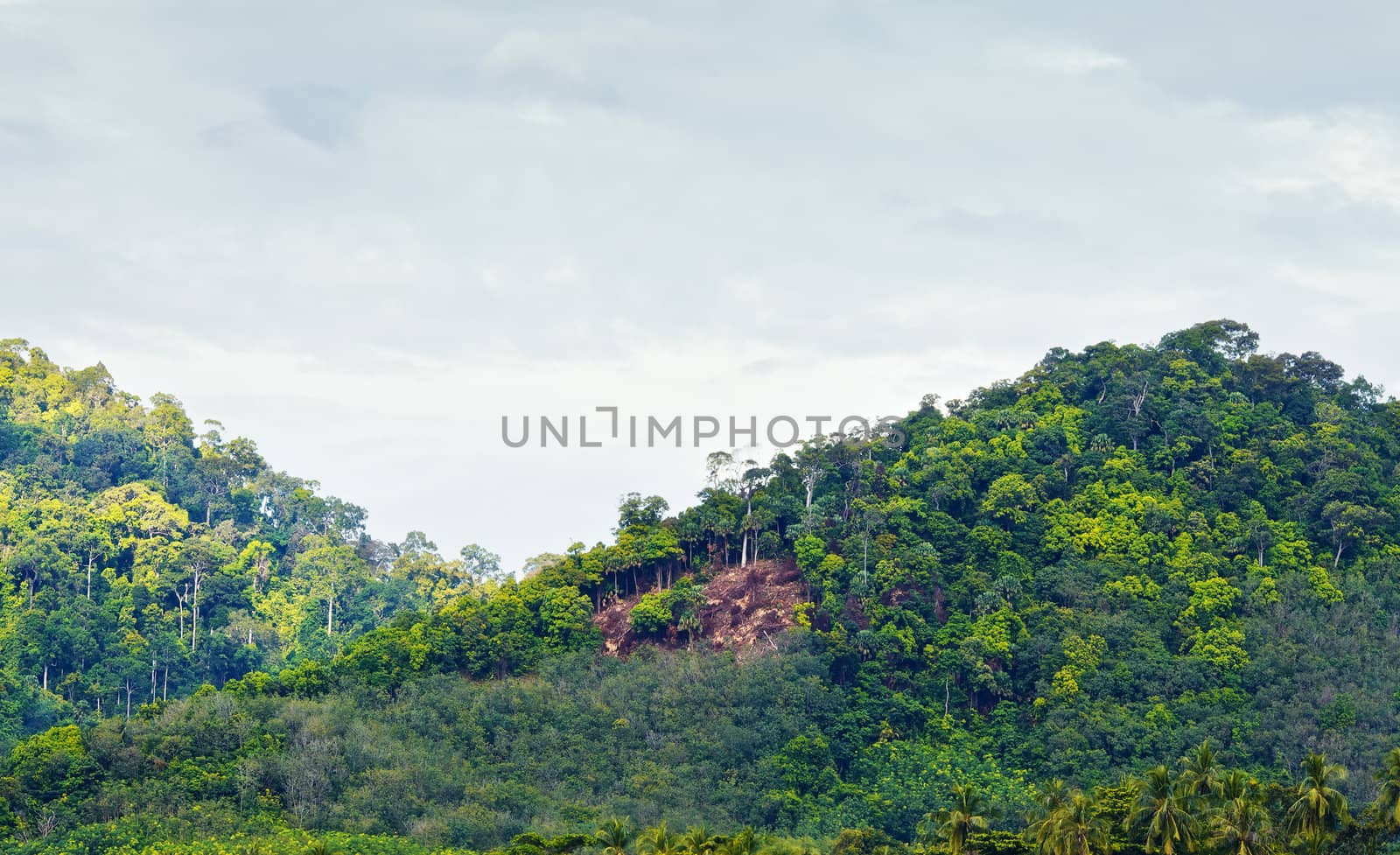 mountains with green trees in Krabi, Thailand