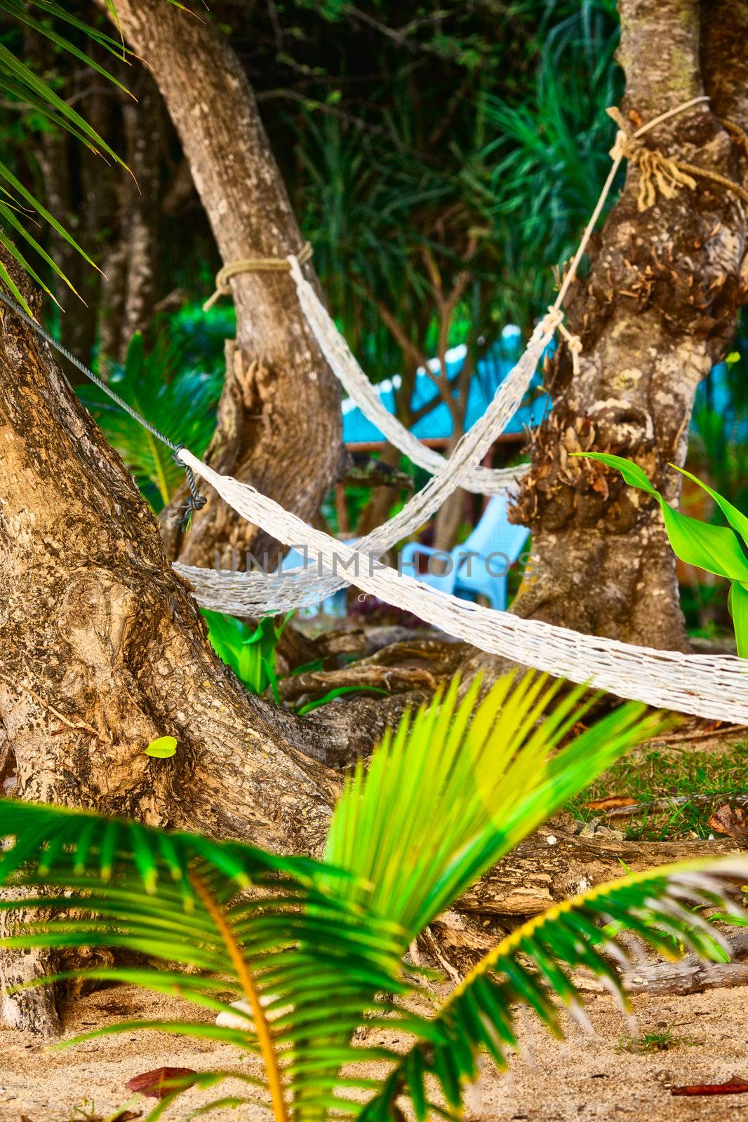 empty hammocks between palms at sandy beach