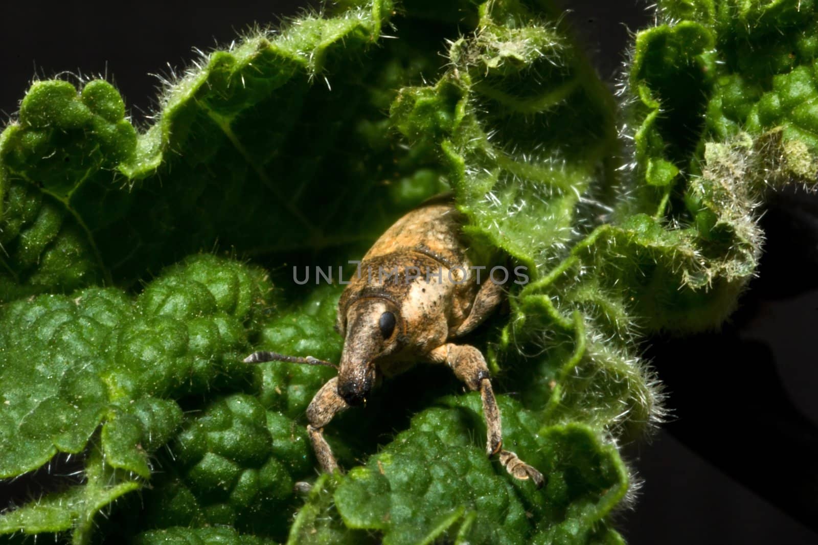 Snout beetle Lixus (Lixochelus) cardui on a plant