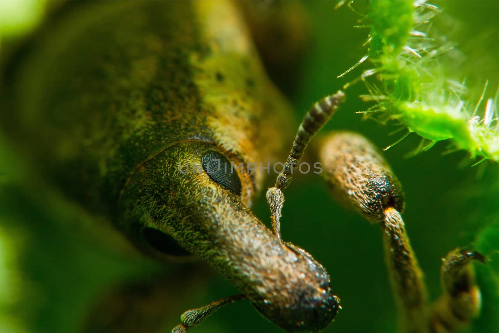 Beetle Lixus albomarginatus extrem macro by chuckyq1