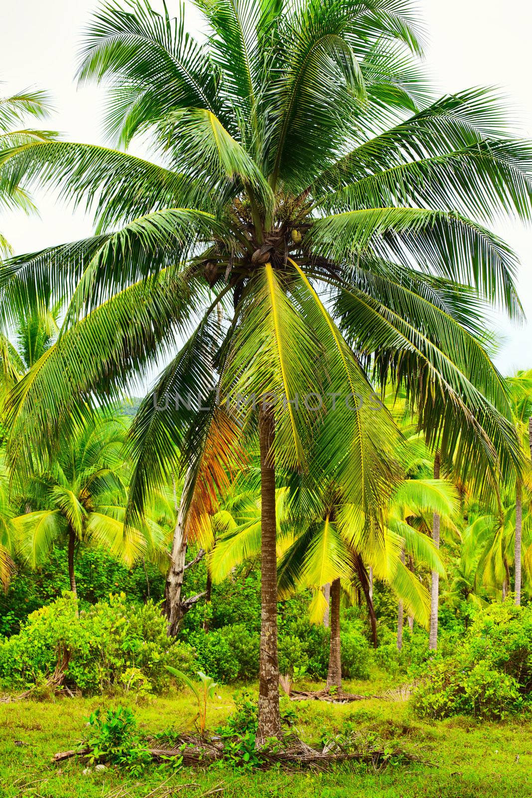 green coconut palm against blue sky background