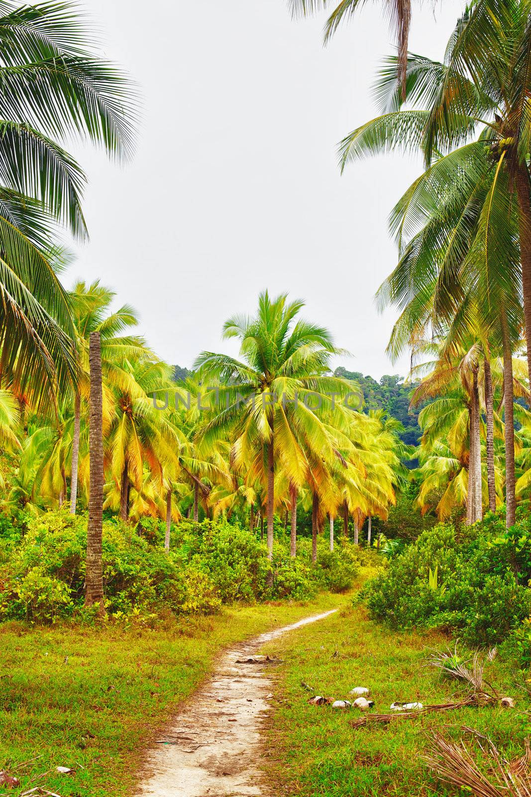 Road in Jungle by petr_malyshev