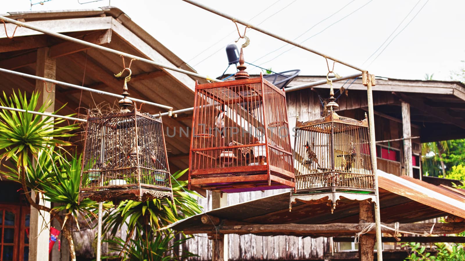 birds in a cages in traditional thai village