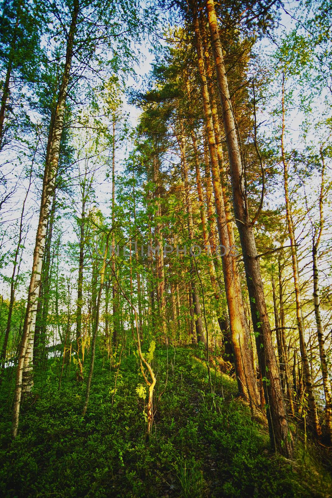 summer pine forest in the early morning