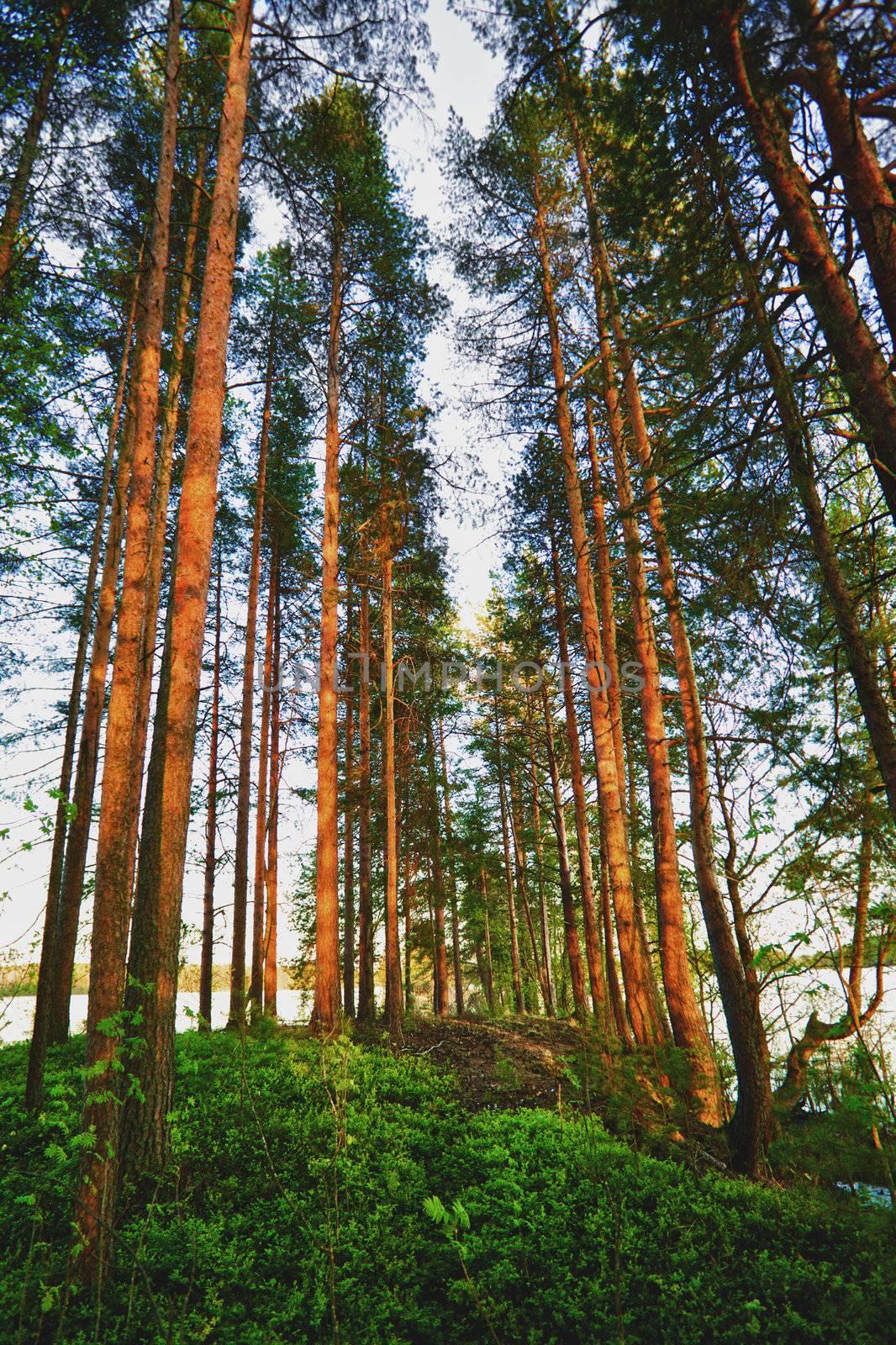 summer pine forest in the early morning