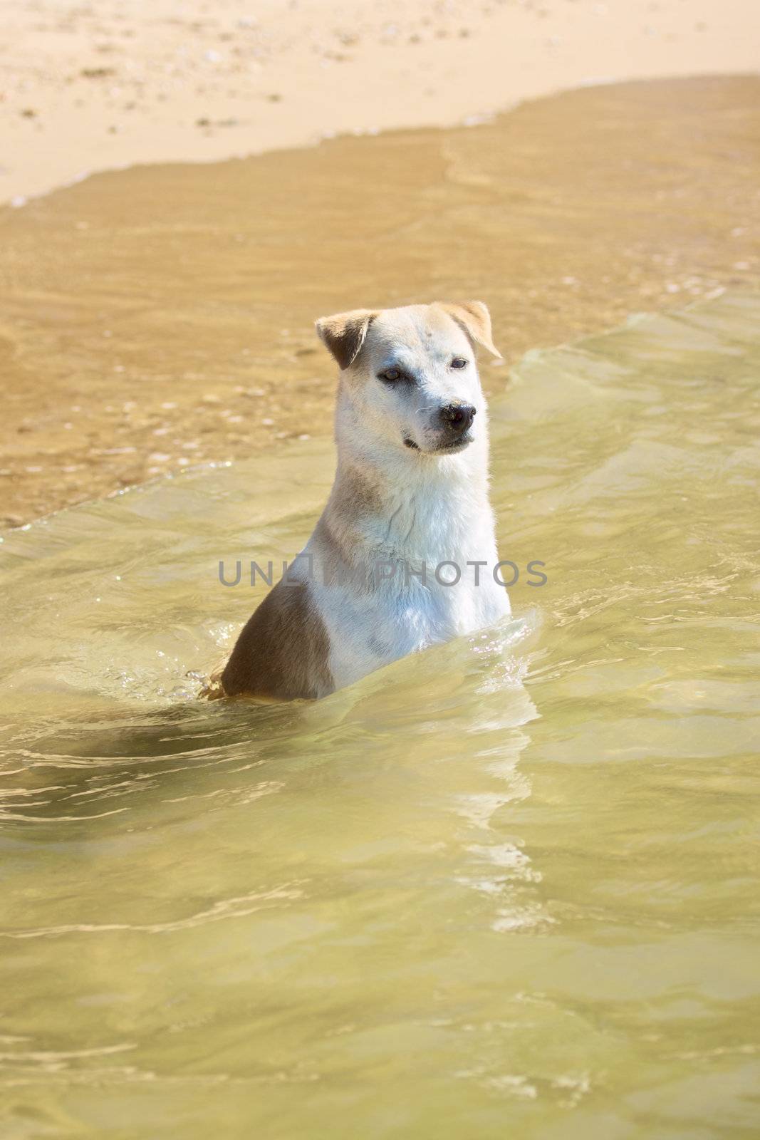 white labrador retriever sitting in sea at sunny day