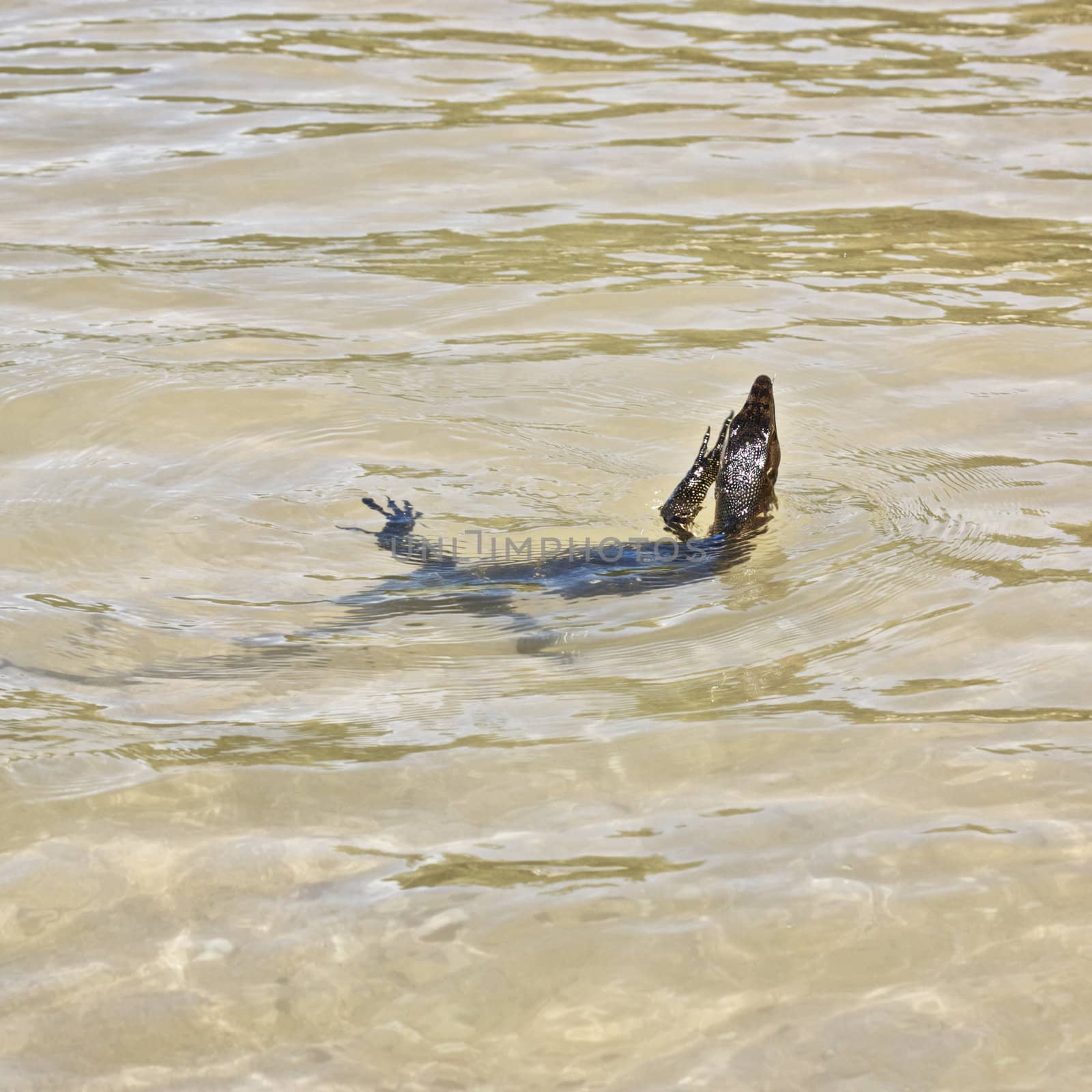 wild water monitor (Varanus salvator) swimming in a sea
