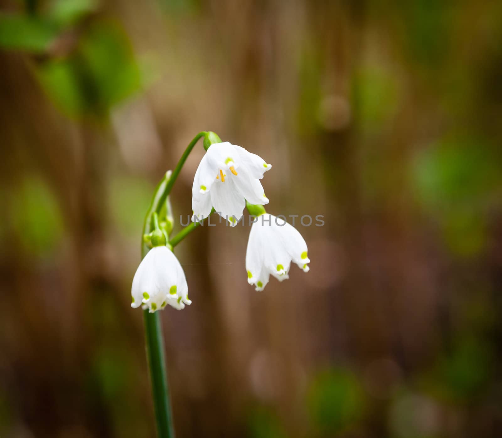 Trio of spring snowflake flowers isolated against a blurred green background