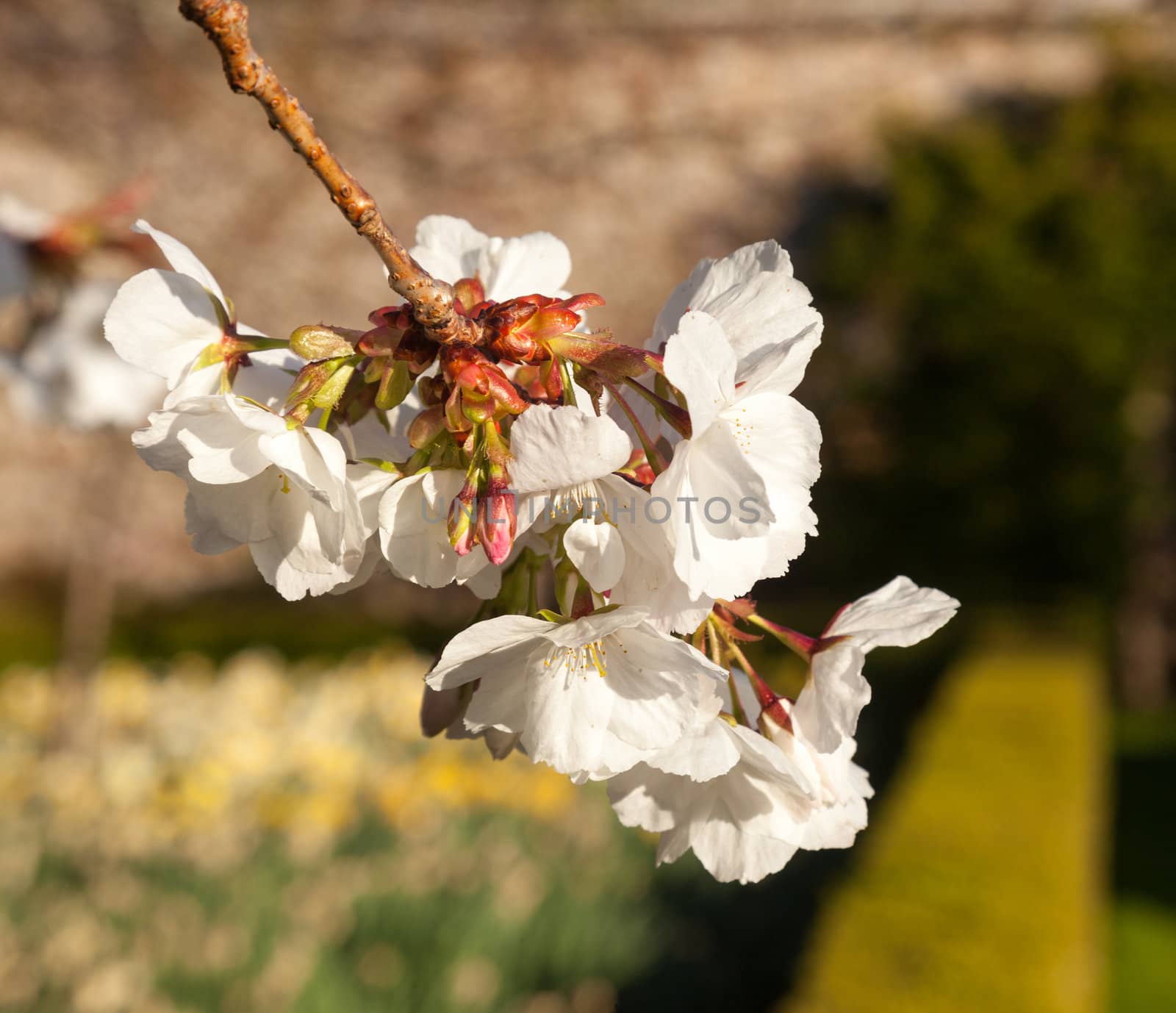 Flowers of cherry blossom tree with the daffodils out of focus behind